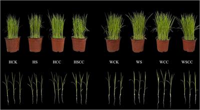 Integrated transcriptome and metabolome analysis of salinity tolerance in response to foliar application of choline chloride in rice (Oryza sativa L.)